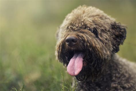 Come addestrare un cane da tartufo - The Labrador Book