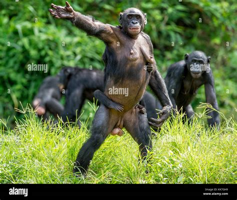 Close up Portrait of Bonobo Cub on the mother's back. Natural habitat ...