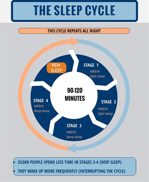 Sleep Cycle Stages Diagram