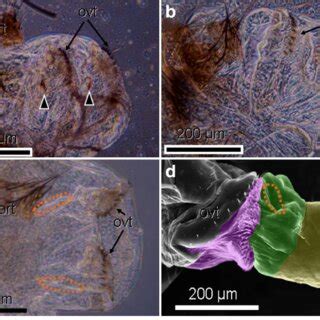 (PDF) Copulation anatomy of Drosophila melanogaster (Diptera: Drosophilidae): Wound-making ...