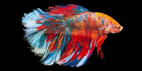 Betta Fish: Facts and Why They're Not 'Starter Pets' | PETA