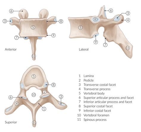 Cervical Thoracic And Lumbar Vertebrae