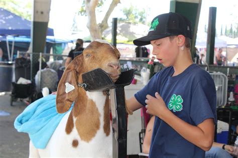 Stanislaus County Fair cancels 2020 run due to virus - Turlock Journal