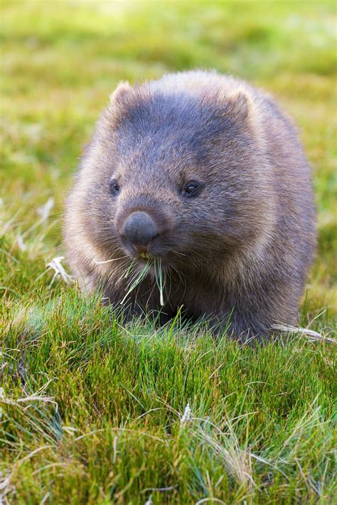 Tasmania: the isle that's wild at heart - Lonely Planet | Cute australian animals, Cute wombat ...