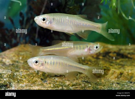 Silver cyprinid hi-res stock photography and images - Alamy