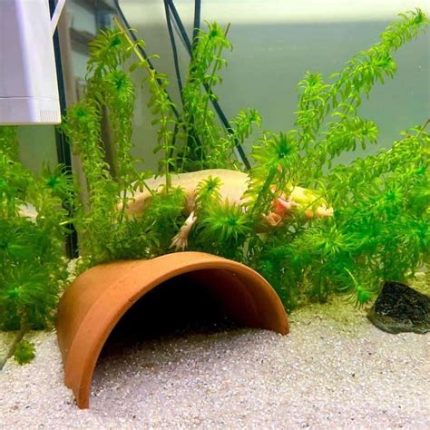 Axolotl Tank Setup: Tips & Ideas for A Healthy Habitat