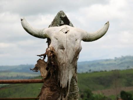 Free Images : rock, horn, material, sculpture, art, skeleton, horns, cow skull, cattle like ...