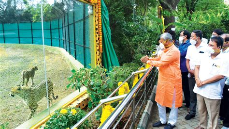 Hunting Cheetahs released for public viewing at Mysuru Zoo - Star of Mysore