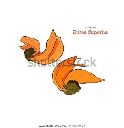 16 Palash Flower Stock Vectors, Images & Vector Art | Shutterstock