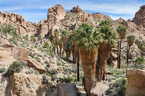 Joshua Tree National Park, California - The National Parks Experience