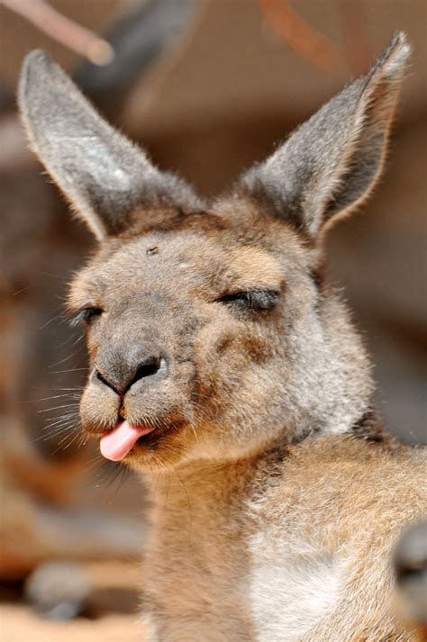 Rude kangaroo! | I just caught this kangaroo when (s)he was … | Flickr