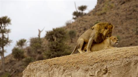 travel4pictures | mating lions, Ngorongoro crater 2015