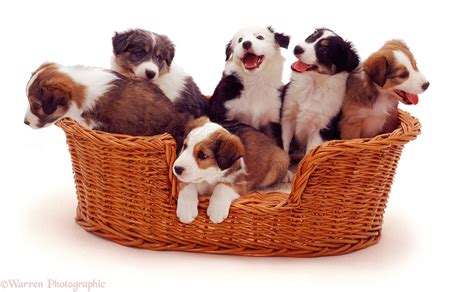 Dogs: Puppies in a wicker basket photo WP04980