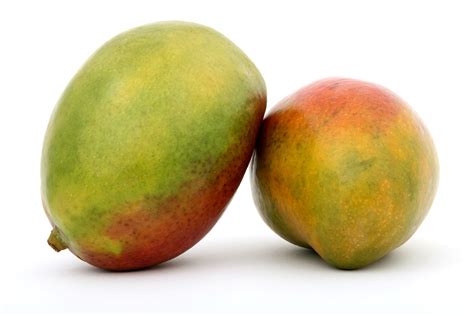 Fresh green tropical mango fruit Free Photo Download | FreeImages