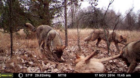 Photos Show Wildlife Thrives Near Chernobyl Nuclear Disaster Site ...