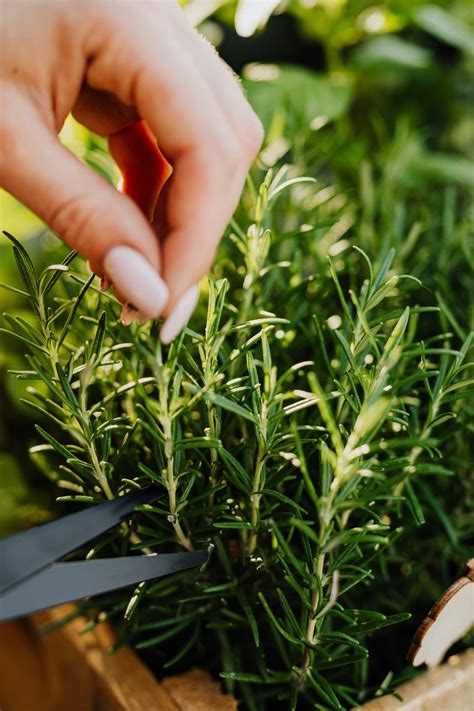 Beat The Cold! Here Is How To Easily Winterize Rosemary