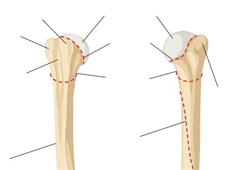 Osteology of the Proximal Upper Limb - Bony Landmarks of the humerus (proximal) Diagram | Quizlet