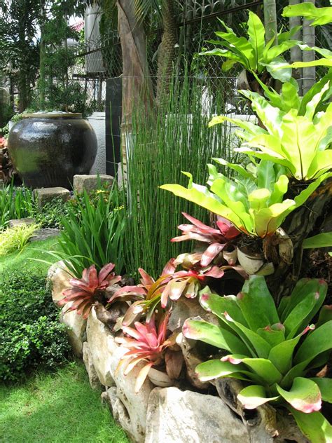 Low Maintenance Plants Philippines - Garden Plant