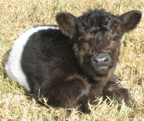 Belted Galloway 1 | Belted Galloways | Pinterest