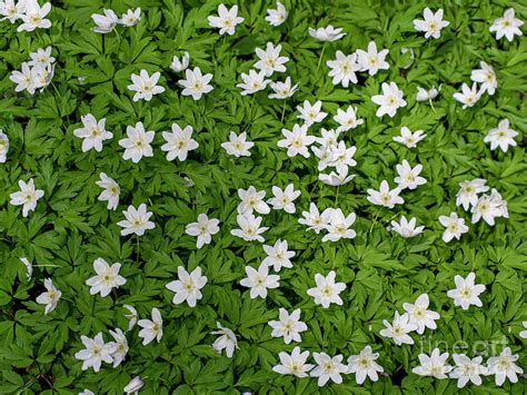 Background White Flower Field