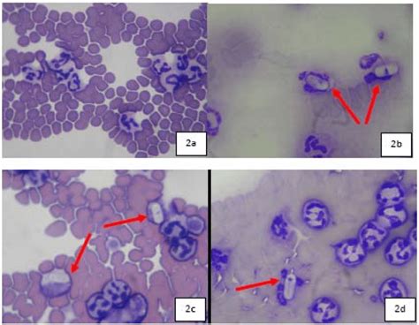 Hepatozoon canis in blood smear. Normal WBCs (2a), Hepatozoon canis ...