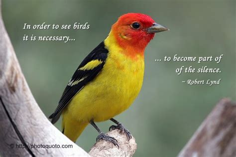 Beautiful Bird Quotes. QuotesGram