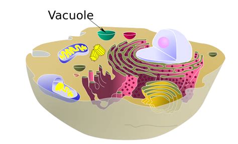 File:Biological cell vacuole.svg - Wikimedia Commons