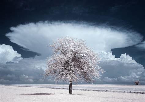 The Trees. Infrared photography. Poland on Behance