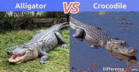 Alligator vs Crocodile Size, Pros & Cons - 6 Differences | Difference 101