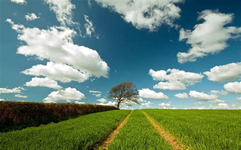 Field Landscape 2560 x 1600 widescreen Wallpaper