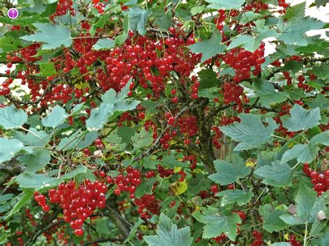 Northern Red Currant, Ribes spicatum - Trees and shrubs - NatureGate