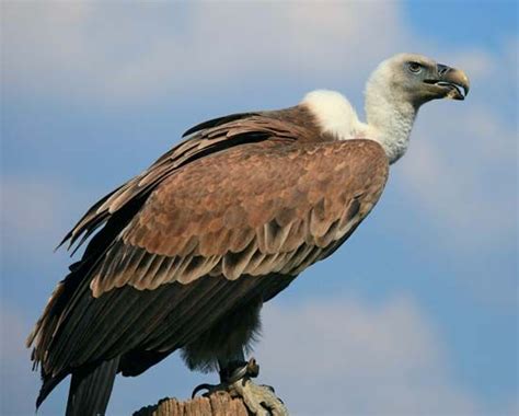 vulture | Characteristics, Species, & Facts | Britannica.com