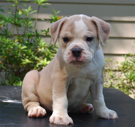 Blue Fawn Olde English Bulldogge Puppies For Sale