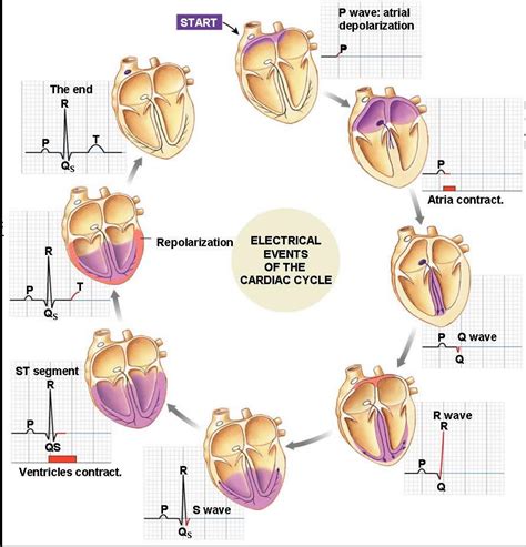 Associate Degree Nursing Physiology Review | Nurse, Cardiac nursing, Cardiac cycle