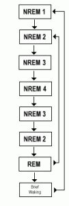 REM Sleep Behavior Disorder | 3 Characters, Treatment and Diagnosis