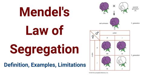 Mendel's Law of Segregation- Definition, Examples, Limitations