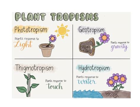 Plant Tropisms | 1.2K plays | Quizizz - Worksheets Library