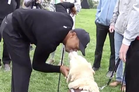 Watch: Tiger Woods kisses guide dog on the mouth at Genesis Open - UPI.com