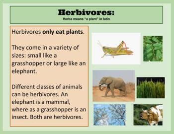 Herbivory Examples