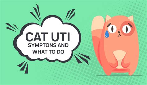 Cat UTI Symptoms - Cat UTI Pain Relief — | Innovet Pet