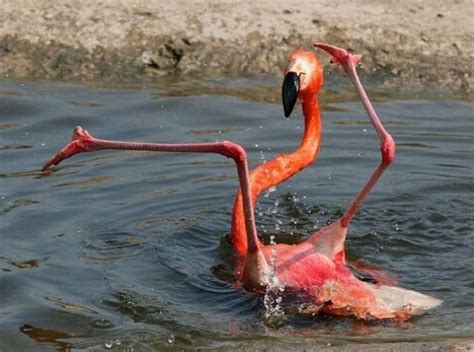 Flamenco Flamingo (avec images) | Memes d'animaux drôles, Animaux ...