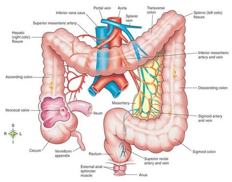 Intestines Diagram | Large Intestine: | Anatomy and Physiology ...