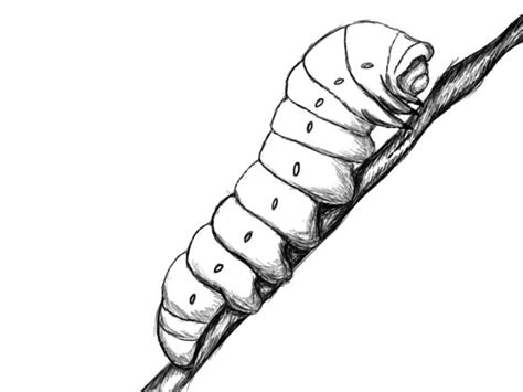 Simple Caterpillar Drawing | Free download on ClipArtMag