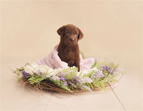 new puppy photo shoot ideas - Doria Wentworth