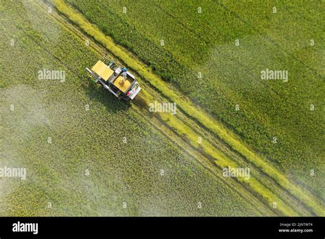 aerial view with drone of rice field ,during harvesting Stock Photo - Alamy