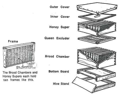 Bee hive nuc plans | Tarman