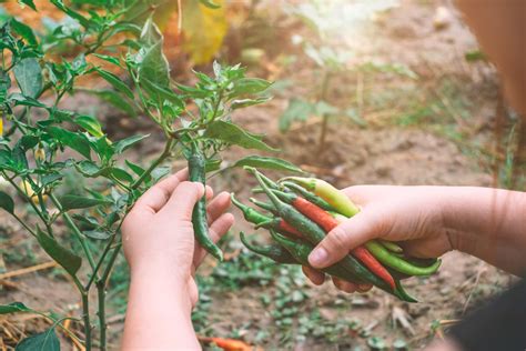 How to Plant Chili Pepper in Your Garden (Tricks to Care!)