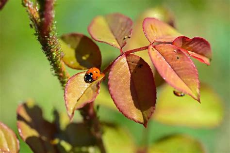 Ladybug Habitat - Where Do Ladybugs Live? - Gardenia Organic