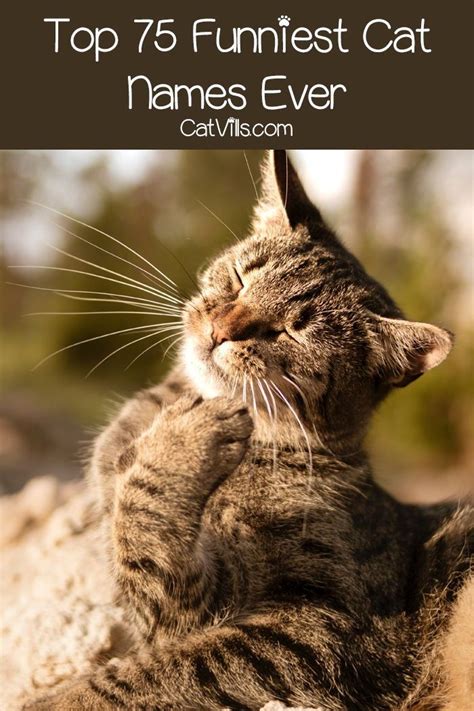 90 Funniest Cat Names That Will Brighten Your Day | Funny cat names, Cat names, Funny cats