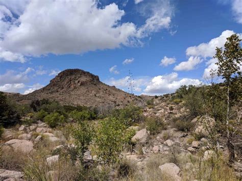 Wild Cam: Researchers find high mammal diversity in Sonora - The ...